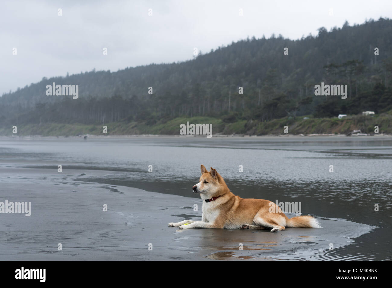 Husky malamute sales shepherd mix