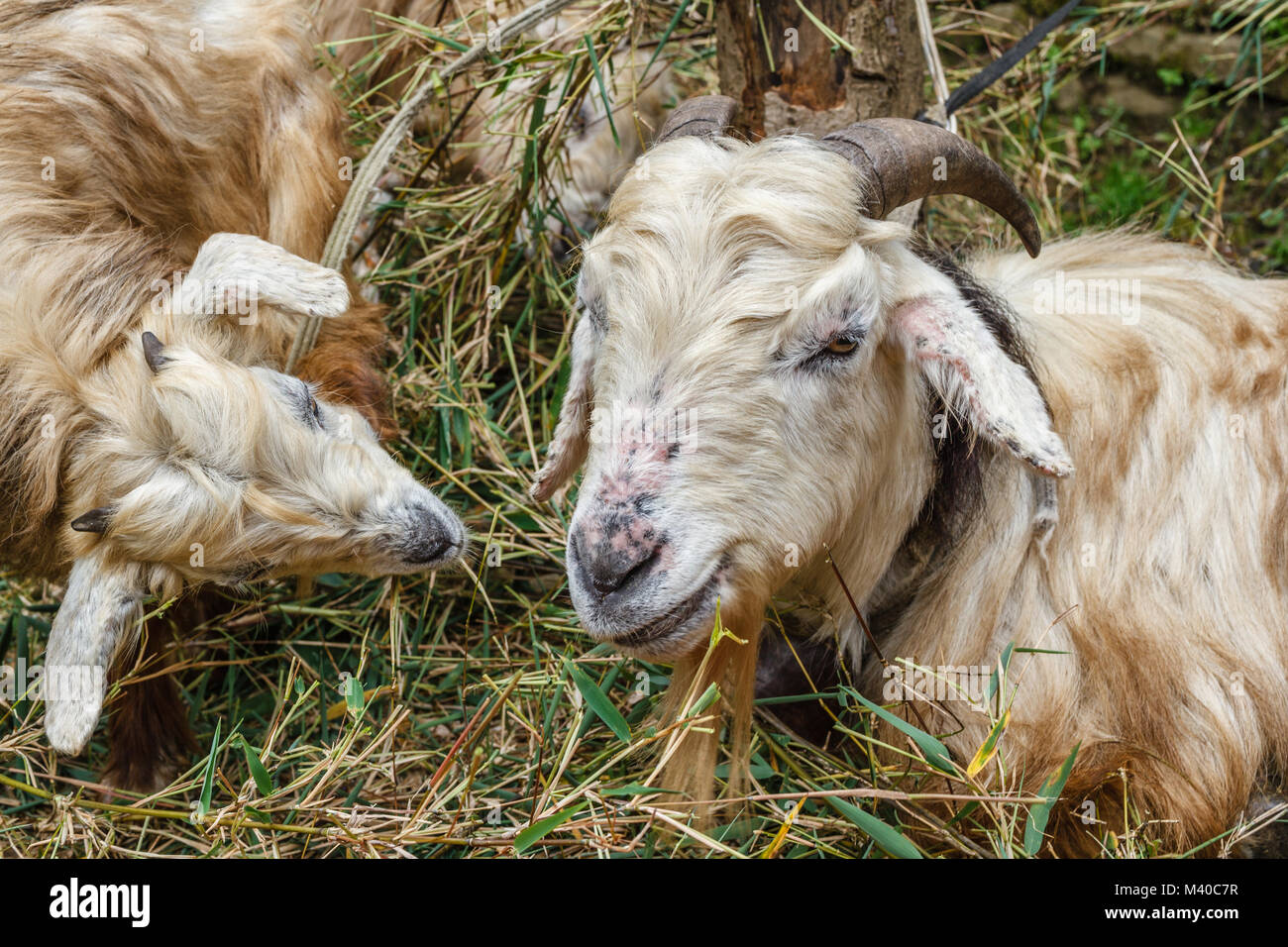 Sheep (ewe and its lamb) eating grass in the mountain village in Himalayas, Nepal. Portrait image. Stock Photo