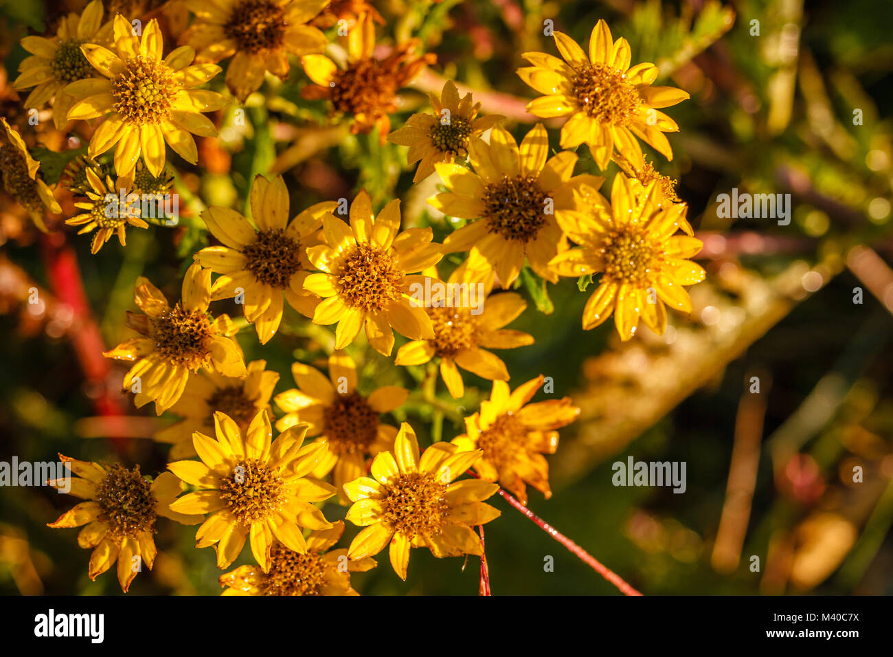 Jacobaea flowers in dew at sunrise at Poon Hill in Himalayas. Nepal Stock Photo
