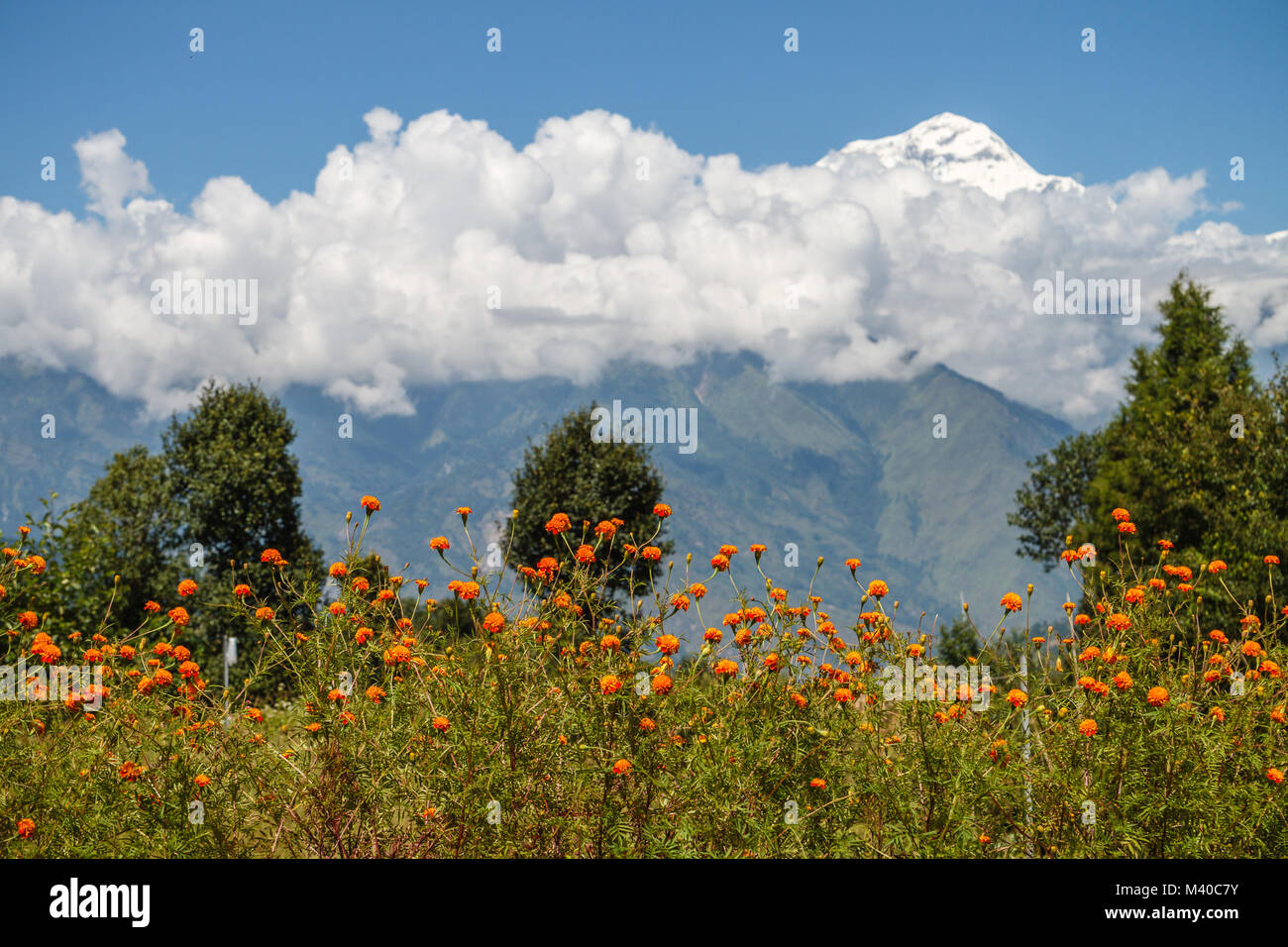 Orange Marigold flowers growing with a view of Annapurna range, Himalayas, Nepal Stock Photo