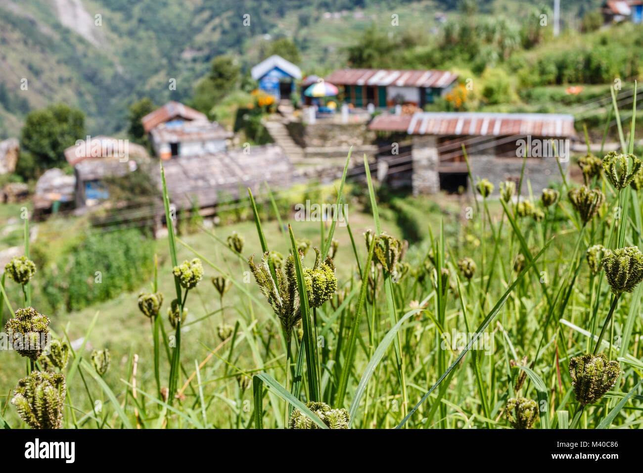 Finger Millet growing in the field in a mountain village in Himalayas. Nepal Stock Photo