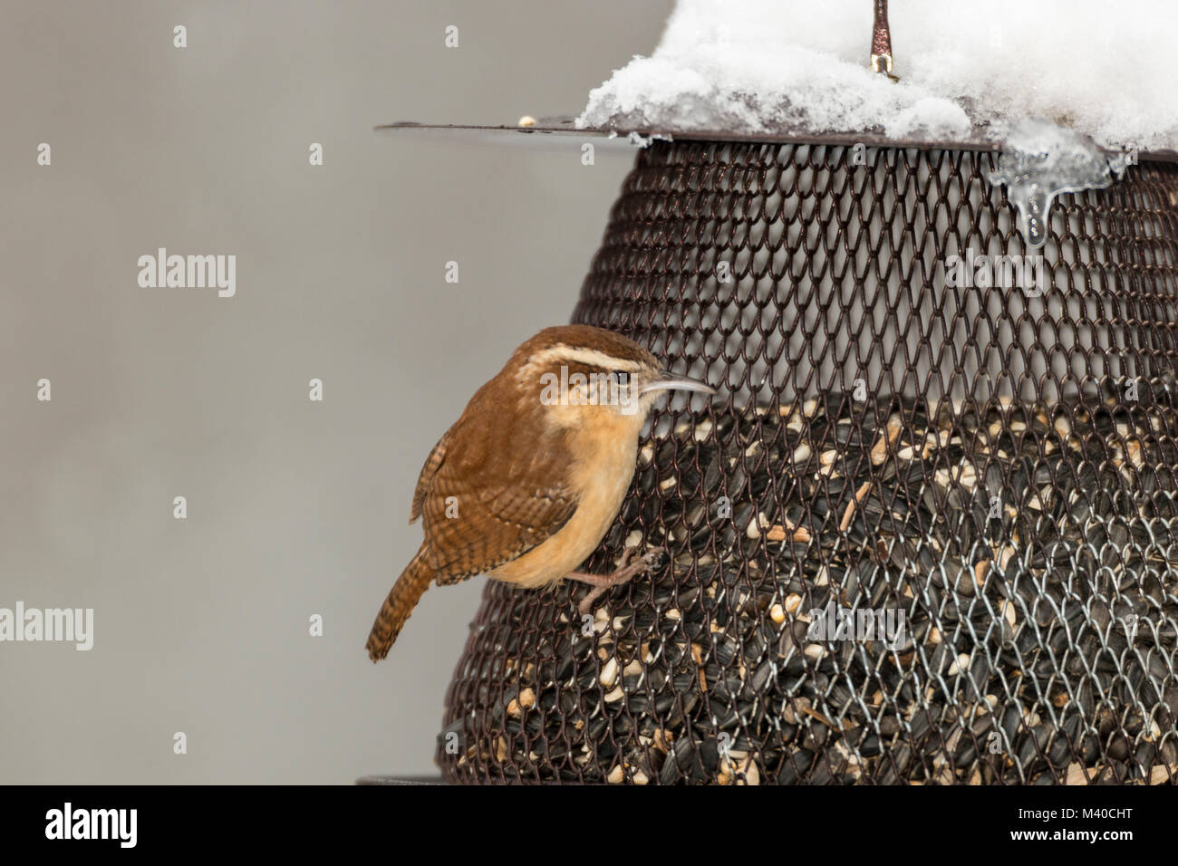 Carolina Wren On Seed Feeder Stock Photo 174572212 Alamy