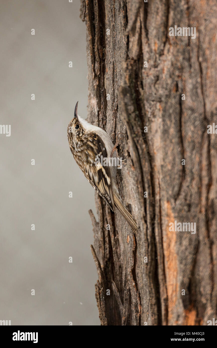 Brown Creeper clinging to tree truck. Stock Photo