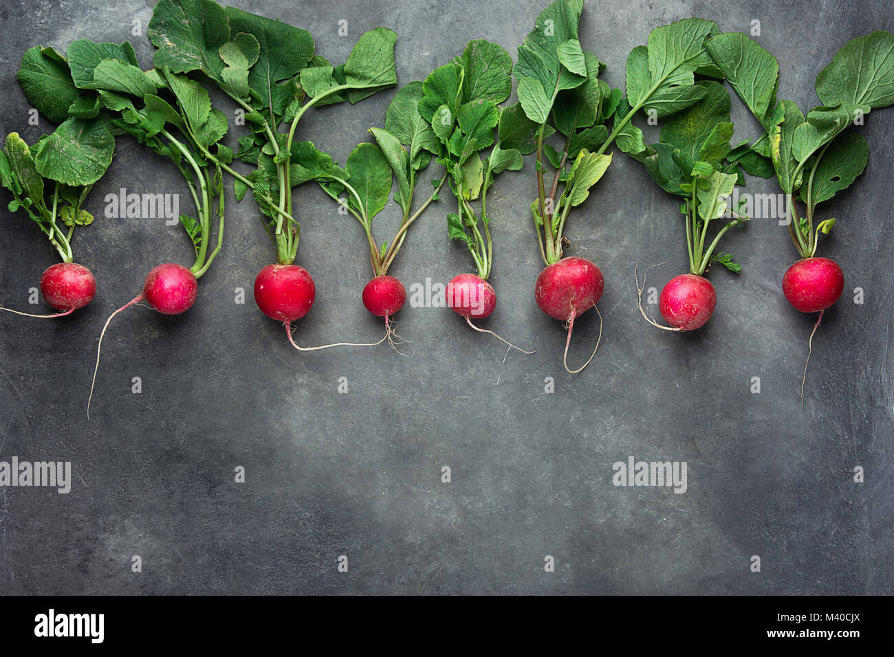 Row of Fresh Raw Organic Red Radishes with Greenn Leaves Arranged in Upper Row Border on Dark Concrete Stone Background. Copy Space for Text. Website  Stock Photo