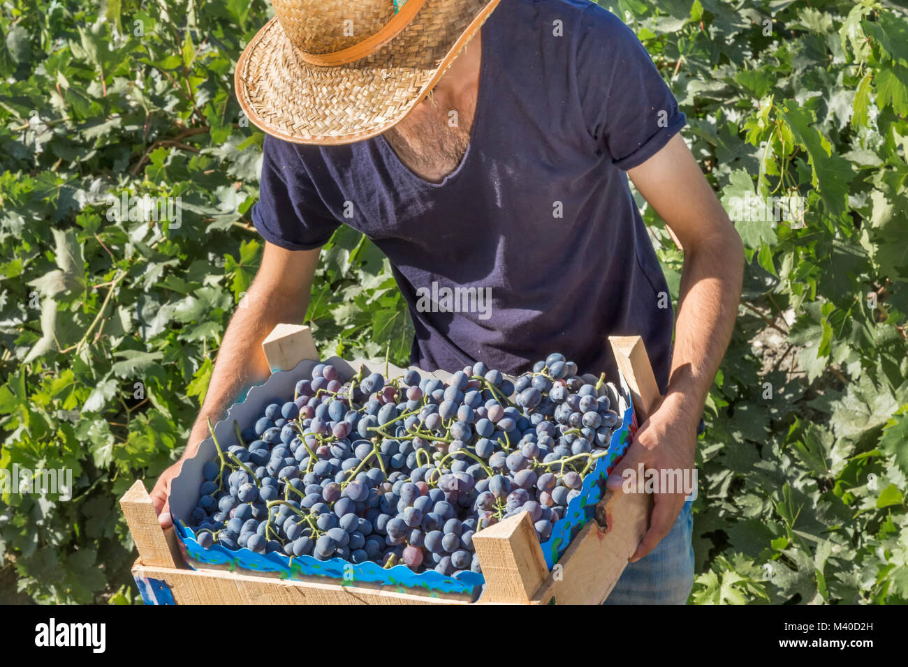 Unidentified man holds crate of grapes at harvesting in the vineyard. Stock Photo