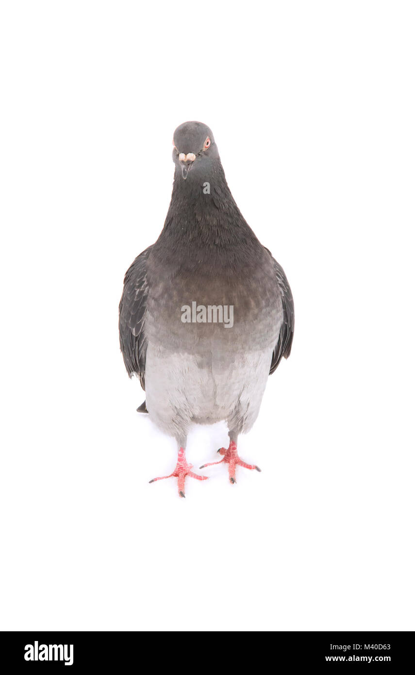 full body of homing pigeon bird isolated white background Stock Photo