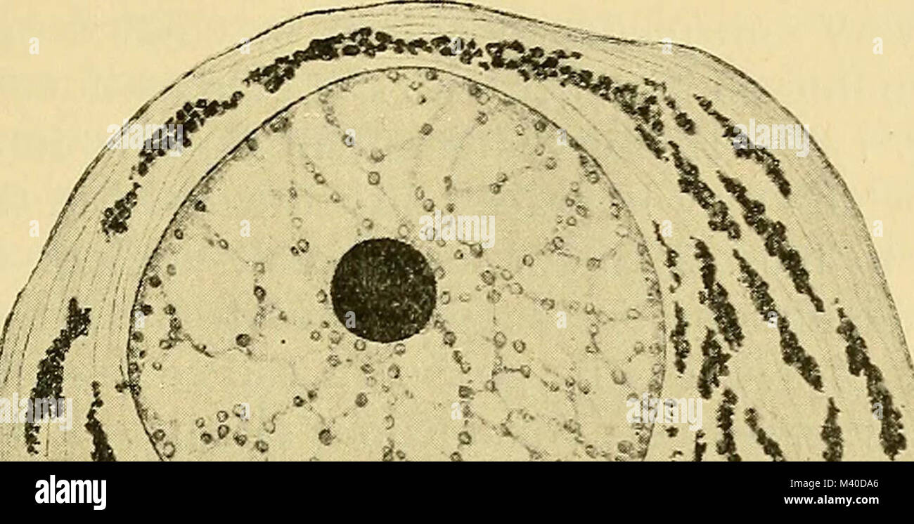 The cell in development and inheritance hi-res stock photography and ...