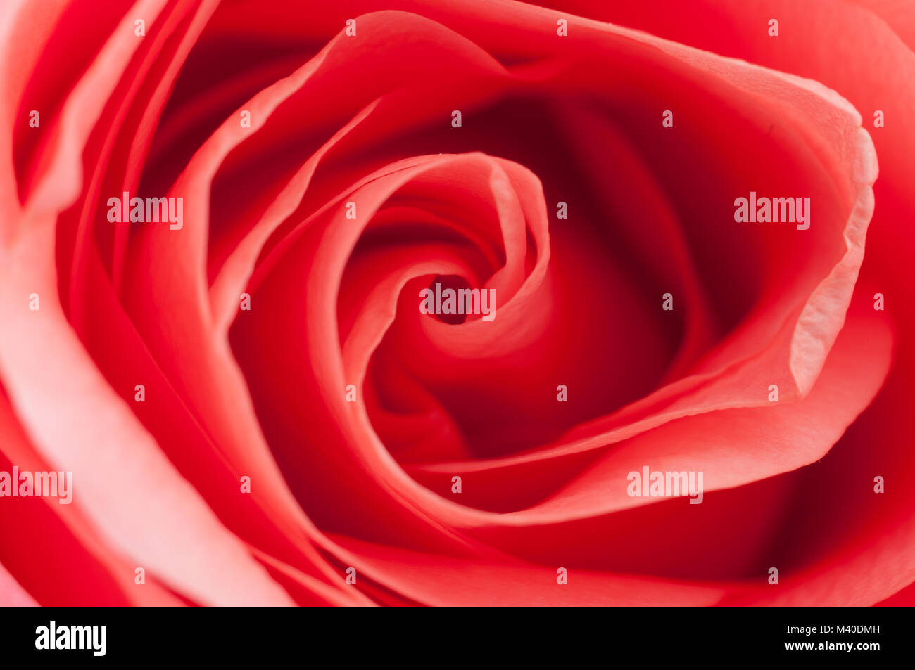 Closeup of pink rose, top view Stock Photo Alamy