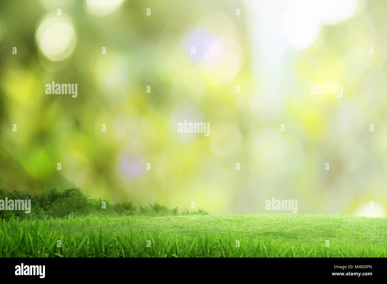 Green grass field with blur light background Stock Photo - Alamy