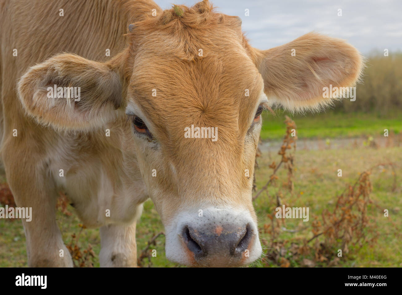 Calf face .Young cow portrait Stock Photo Alamy