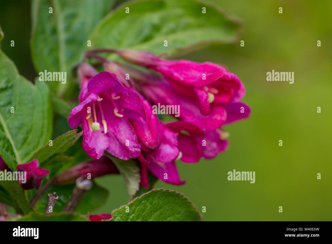 Weigela Weigela florida in botanical park. Blurred background Stock