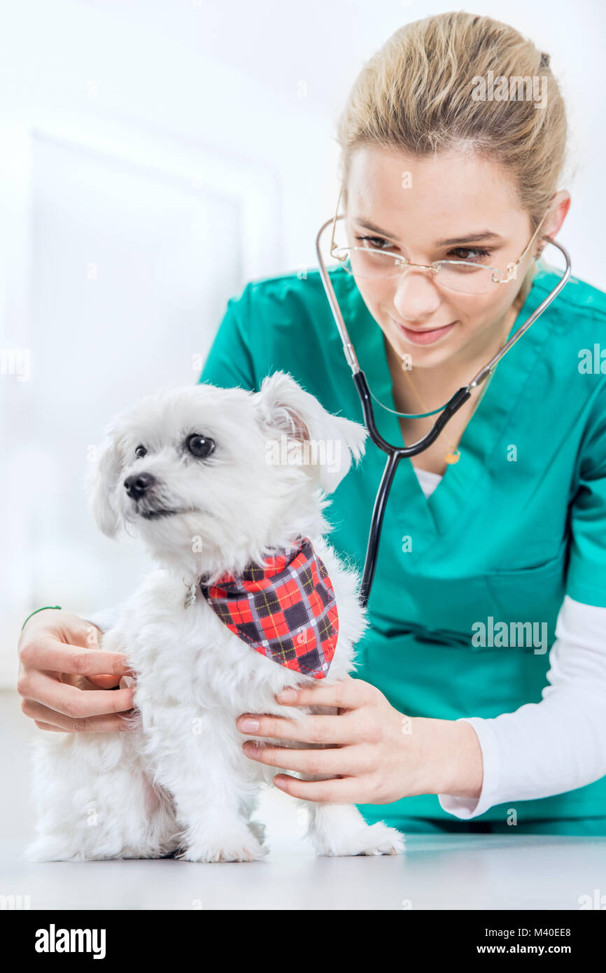 Female vet examinates a dog using a stethoscope. Vertical view Stock Photo