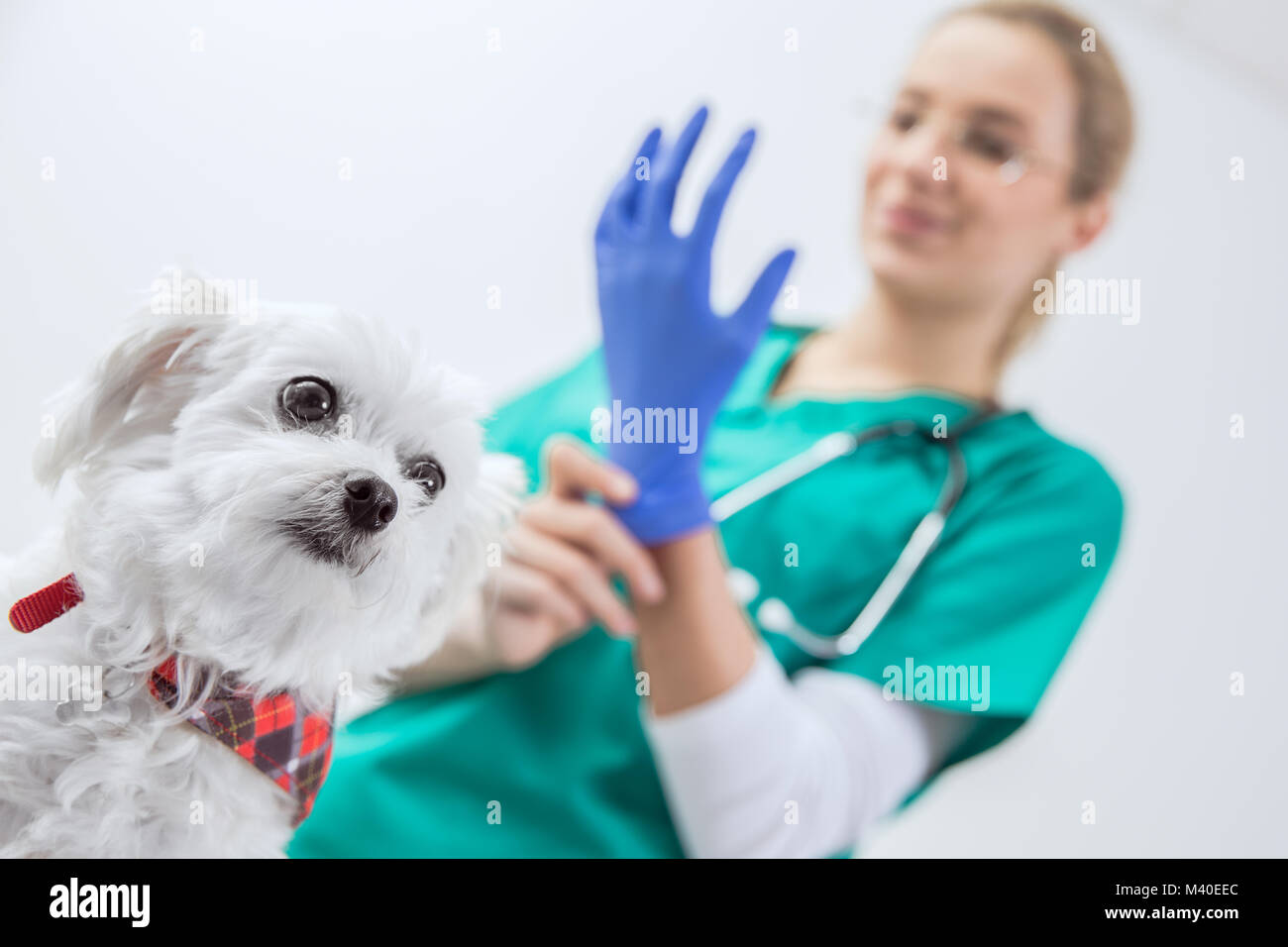 Dog scared before traumatic examination by a female vet Stock Photo Alamy