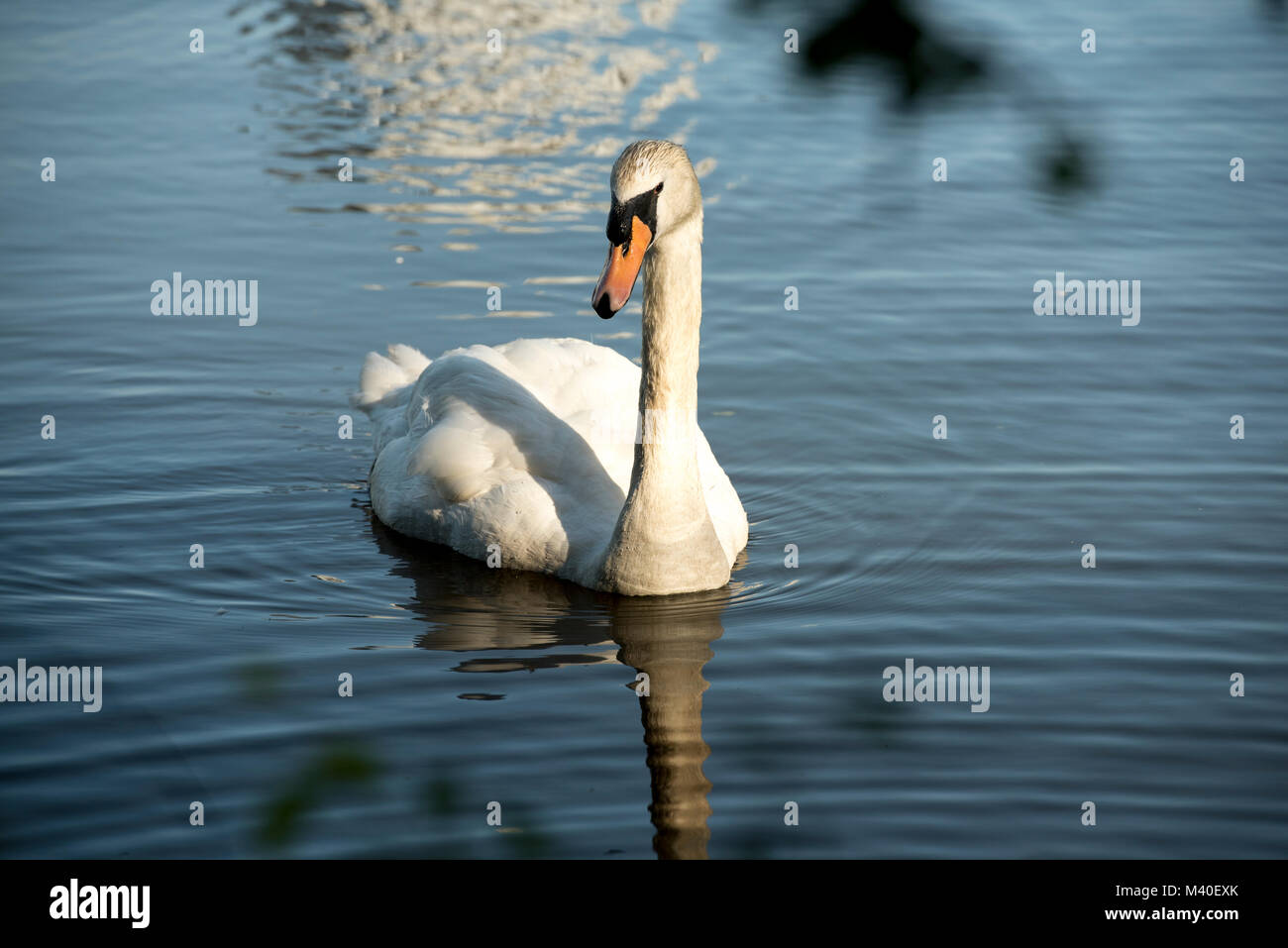Stanley Park, Vancouver, British Columbia, Canada.  White swan swimming in Lost Lagoon Lake. Stock Photo