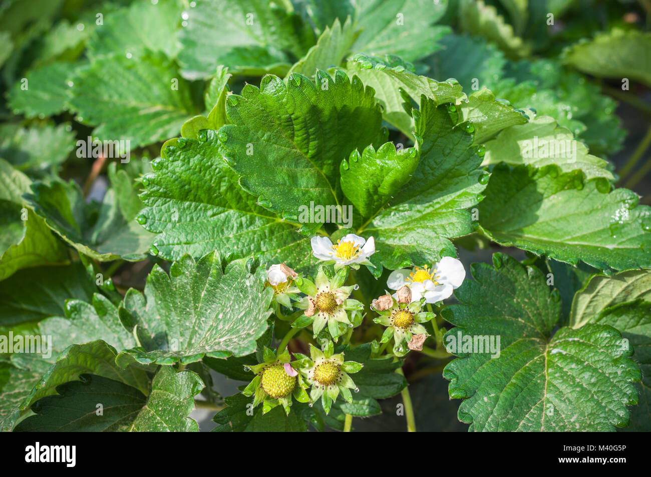 Close up Strawberry green leaf growing in farm garden with dew cold ...