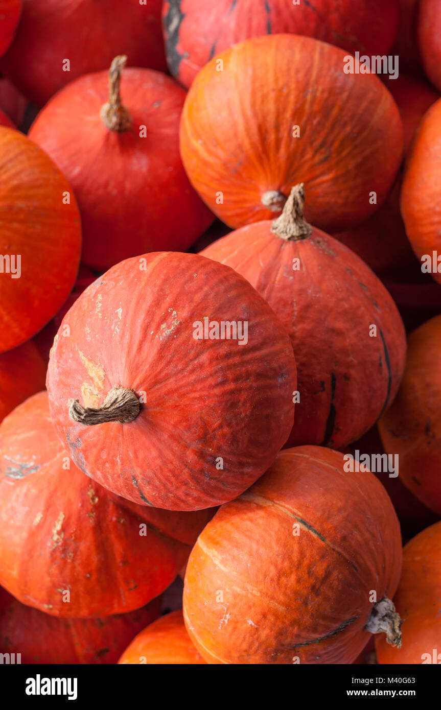 Red kuri hokkaido squash pumpkin background Stock Photo