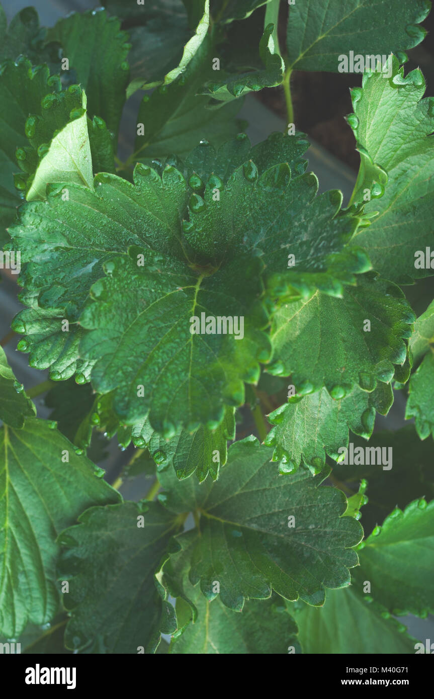 Close up Strawberry green leaf growing in farm garden with dew cold ...