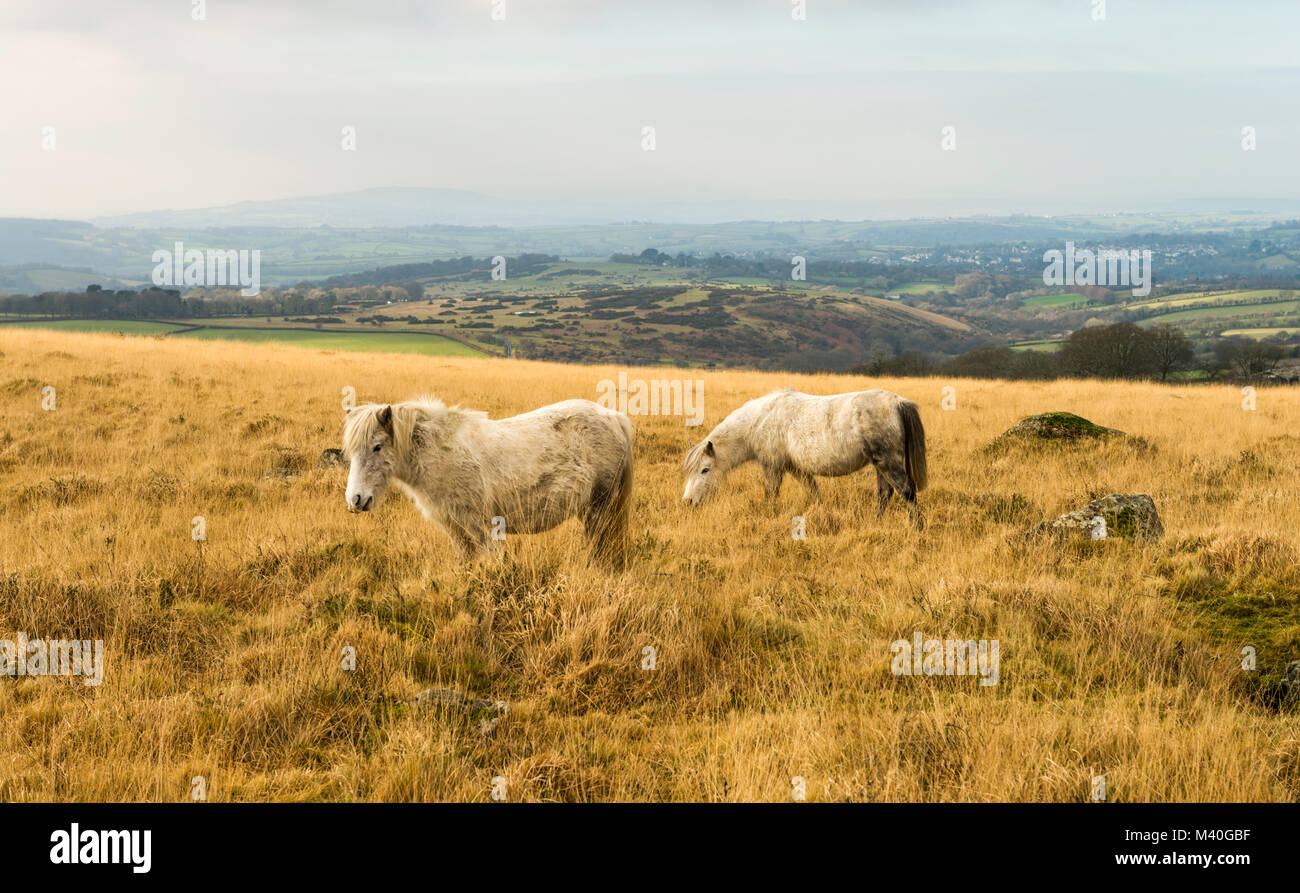 Dartmoor hill ponies grazing near Pew Tor, Dartmoor National Park, Devon, UK. The town of