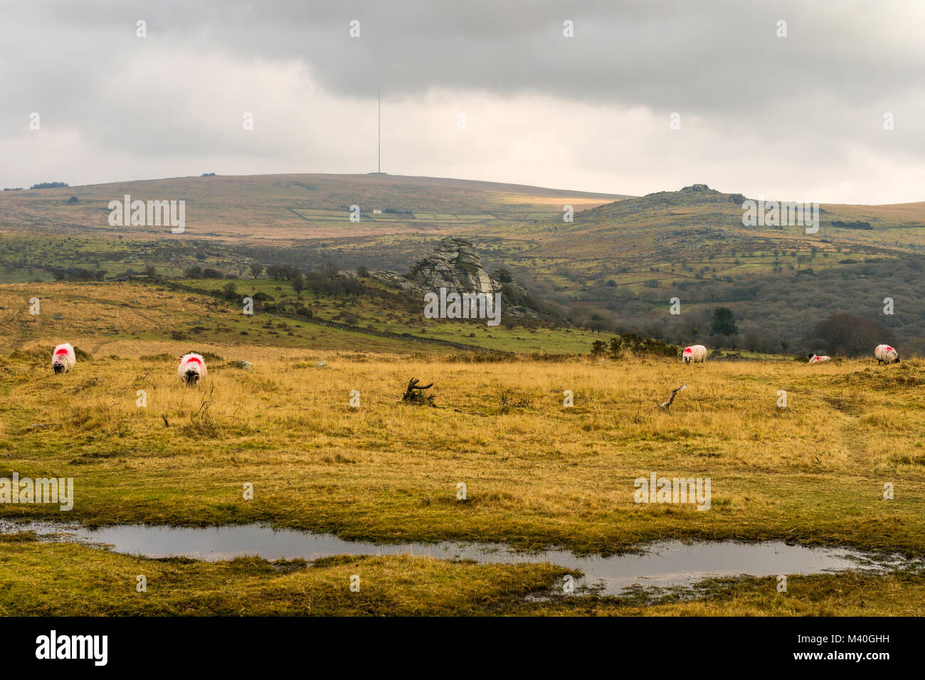 The small Vixen Tor is seen from Whitchurch Common, Dartmoor National Park, Devon, UK.  In the distance, North Hessary Tor with radio mast. Stock Photo