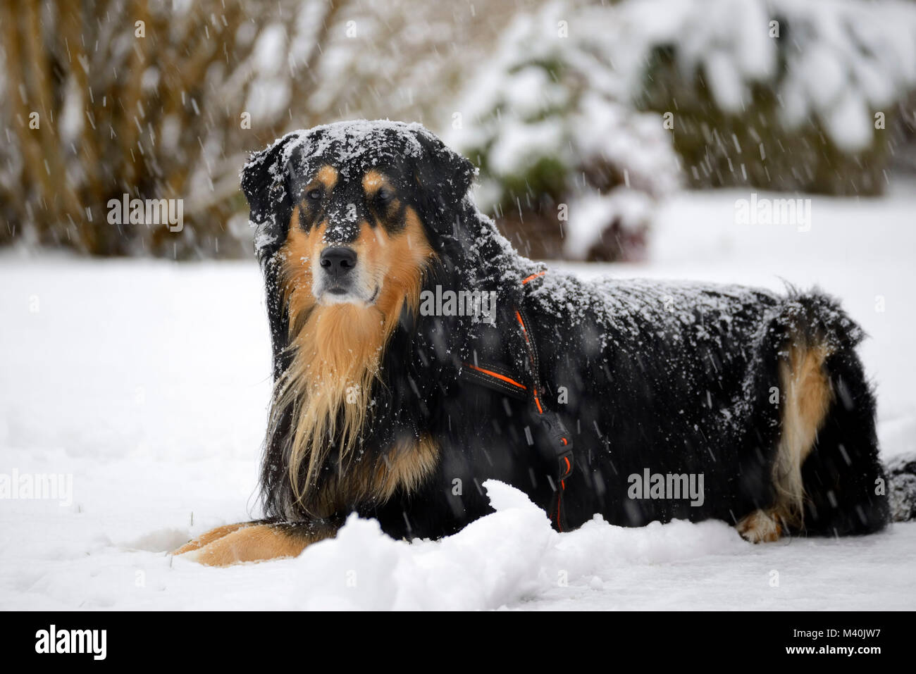 Onset of winter in Hamburg, dog is located in the snow, Wintereinbruch in Hamburg, Hund liegt im Schnee Stock Photo