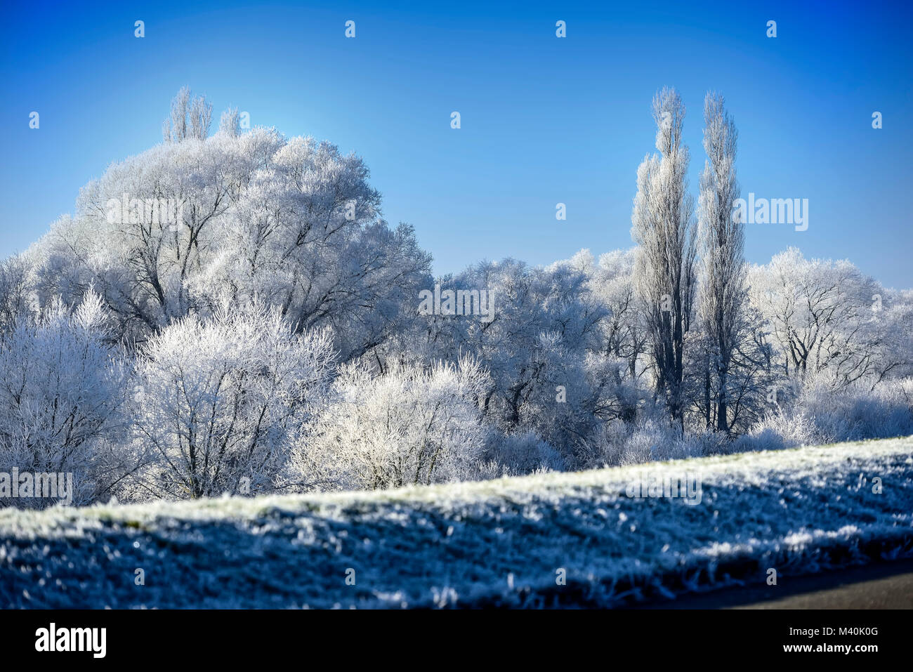 Winter landscape on the banks of the Elbe River in the four- and marsh land, Hamburg, Germany, Europe, Winterliche Landschaft an der Elbe in den Vier- Stock Photo