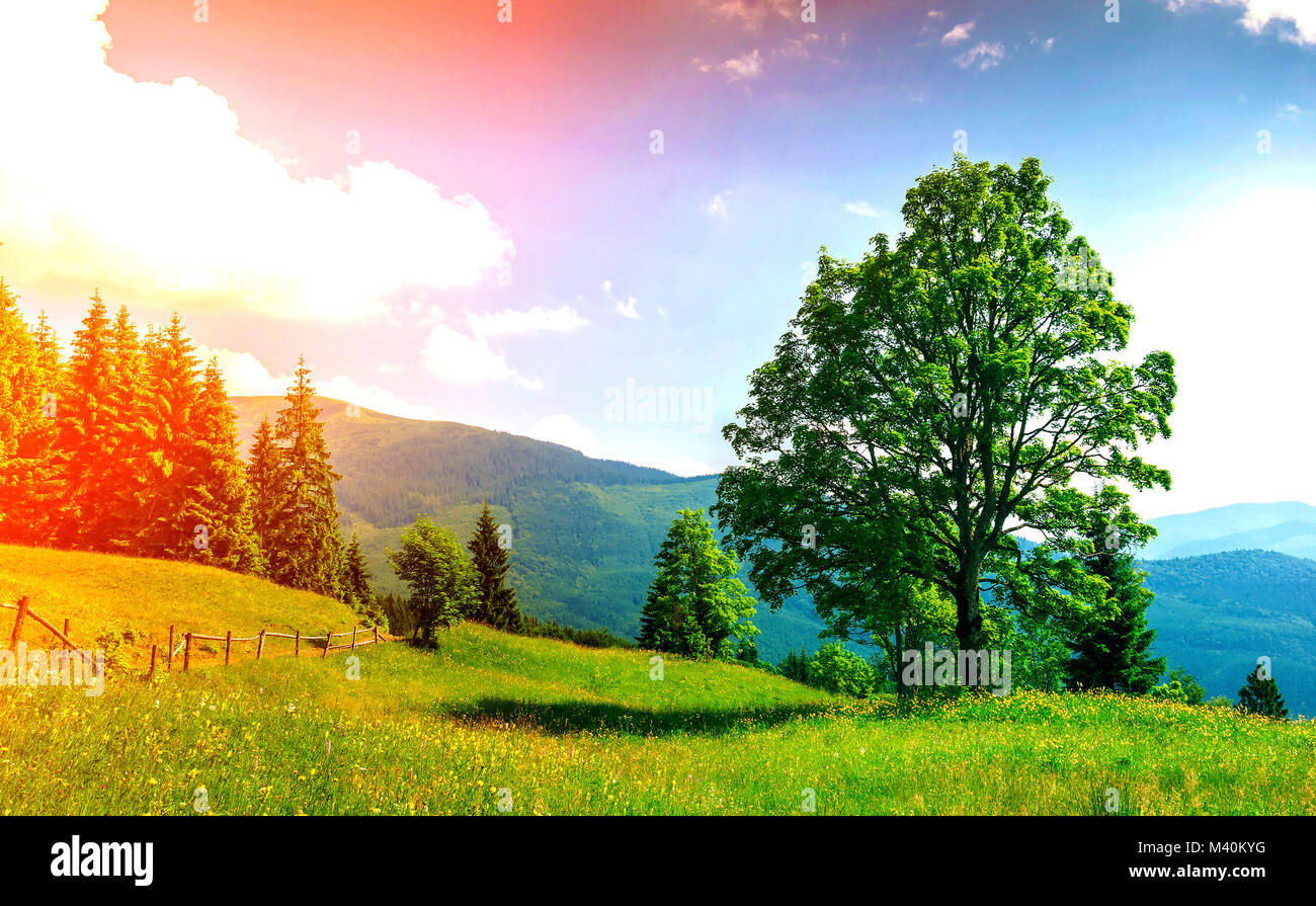 Big green tree standing on grass meadow in mountains Stock Photo - Alamy
