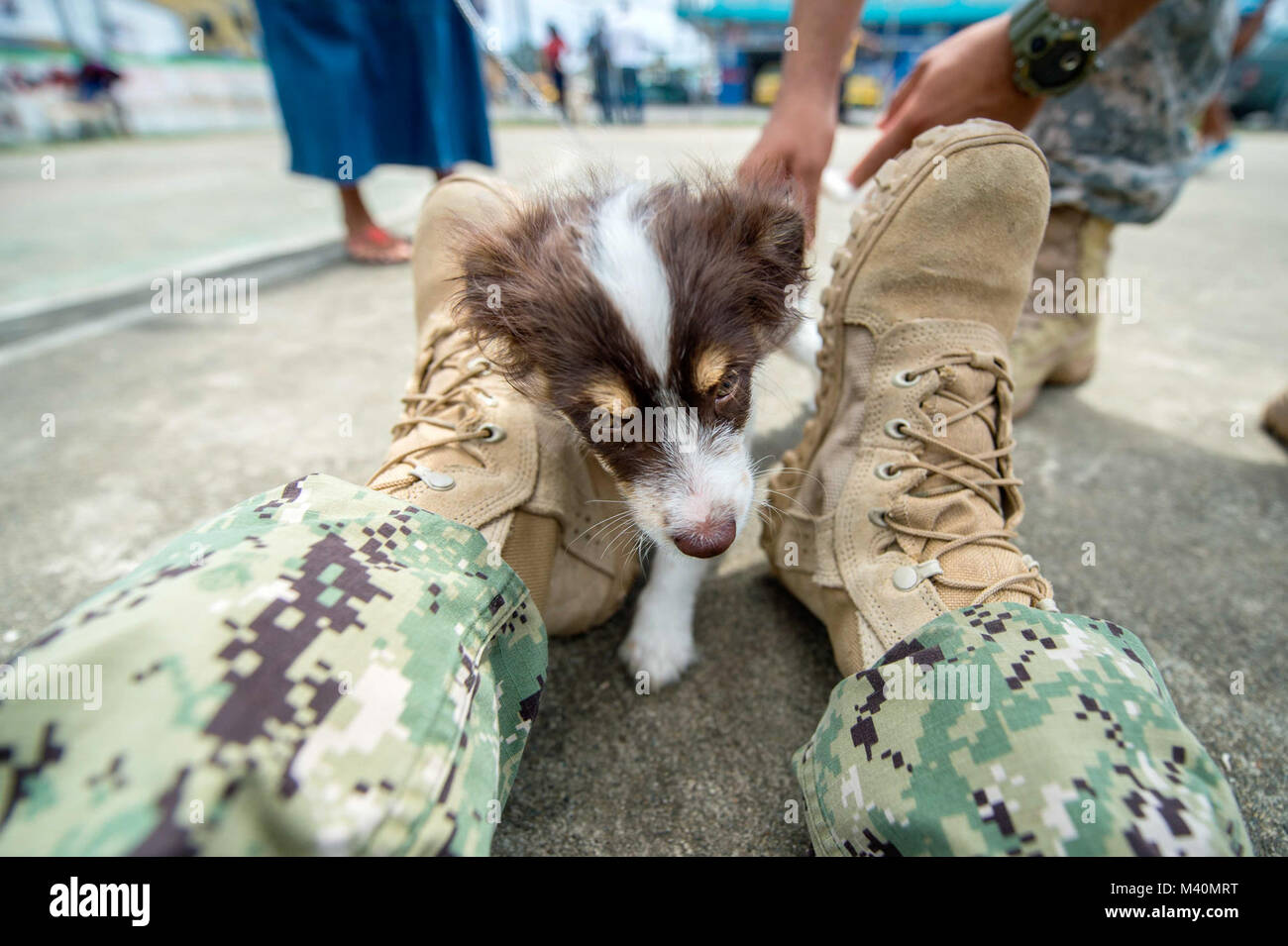 150606-N-XQ474-131 COLÓN, Panama (June 6, 2015) Mass Communication Specialist 3rd Class Andrew Schneider, a native of Staten Island, N.Y., assigned Navy Public Affairs Support Element East Norfolk, Va., plays with a puppy at a veterinary site during Continuing Promise 2015. Continuing Promise is a U.S. Southern Command-sponsored and U.S. Naval Forces Southern Command/U.S. 4th Fleet-conducted deployment to conduct civil-military operations including humanitarian-civil assistance, subject matter expert exchanges, medical, dental, veterinary and engineering support and disaster response to partne Stock Photo