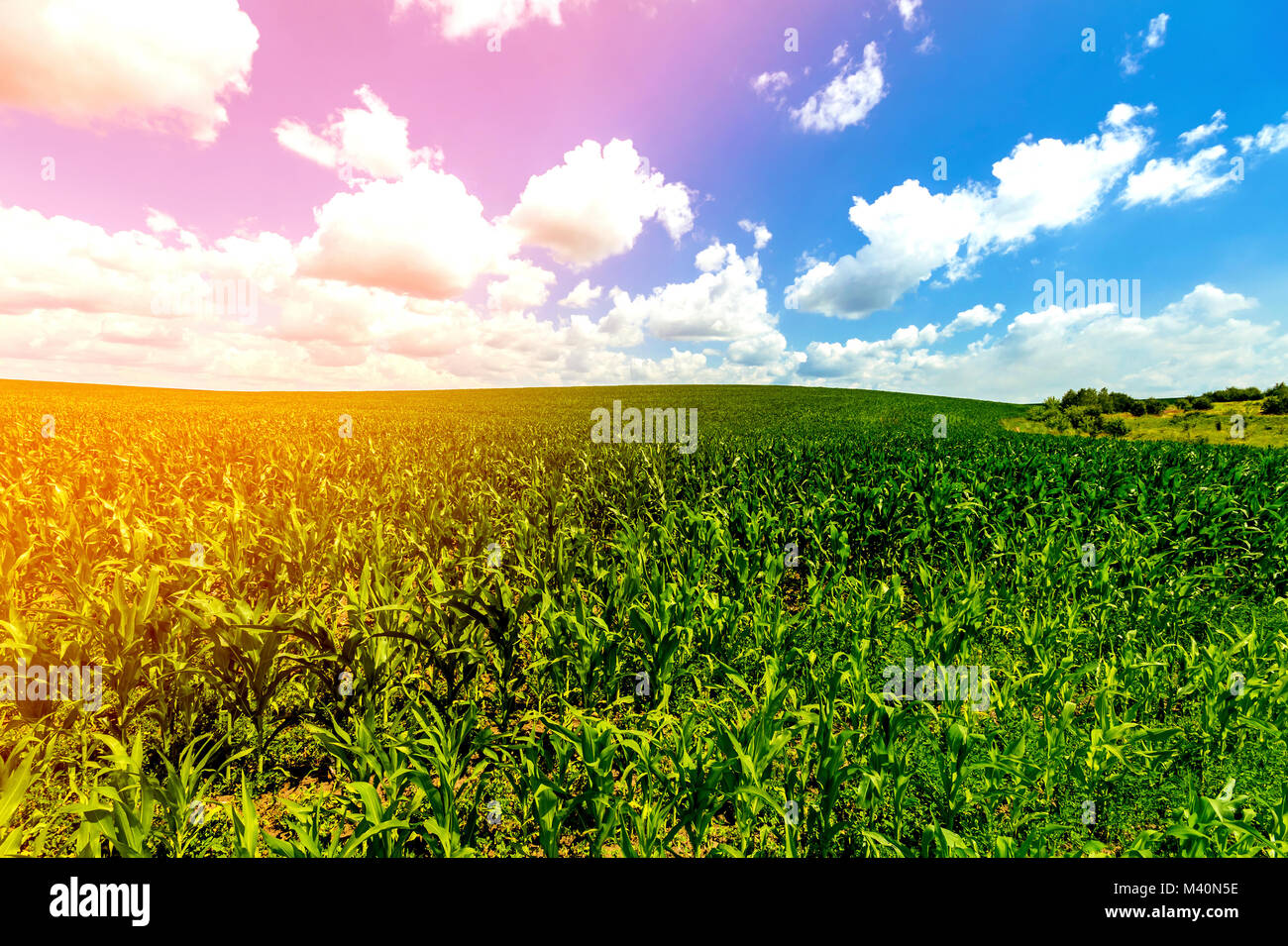 Green corn field under blue sky Stock Photo - Alamy