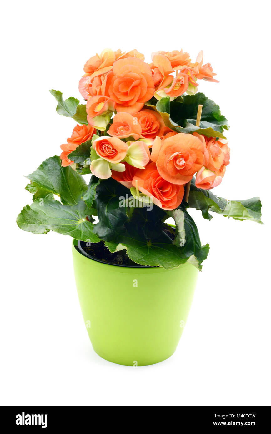 Orange red Begonia Elatior flower potted in flowerpot on white isolated background Stock Photo
