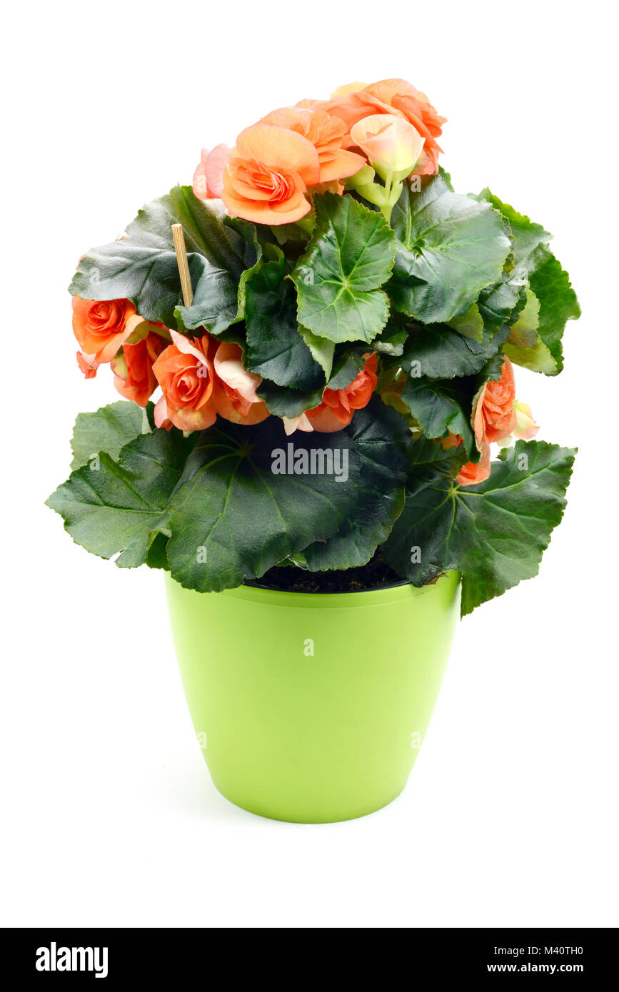 Orange red Begonia Elatior flower potted in flowerpot on white isolated background Stock Photo