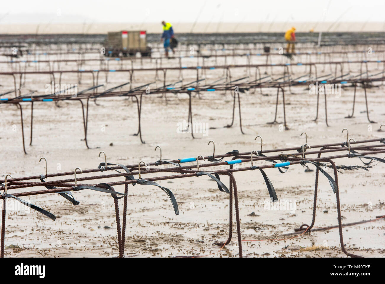 Oyster bed uk hires stock photography and images Alamy