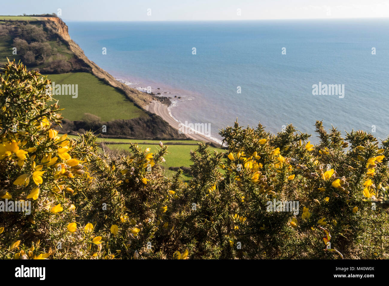 Gorse bushes in flower overlooking Salcombe Mouth on the South West Coastal Path between Sidmouth and Beer. Stock Photo