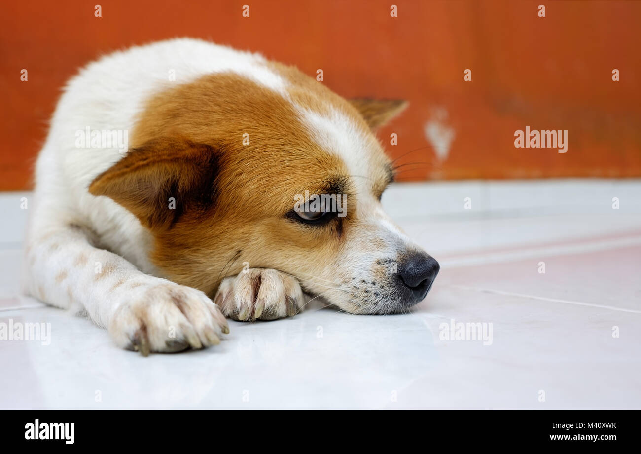 Old smal whire and brown dog waiting for owner at the door Stock Photo