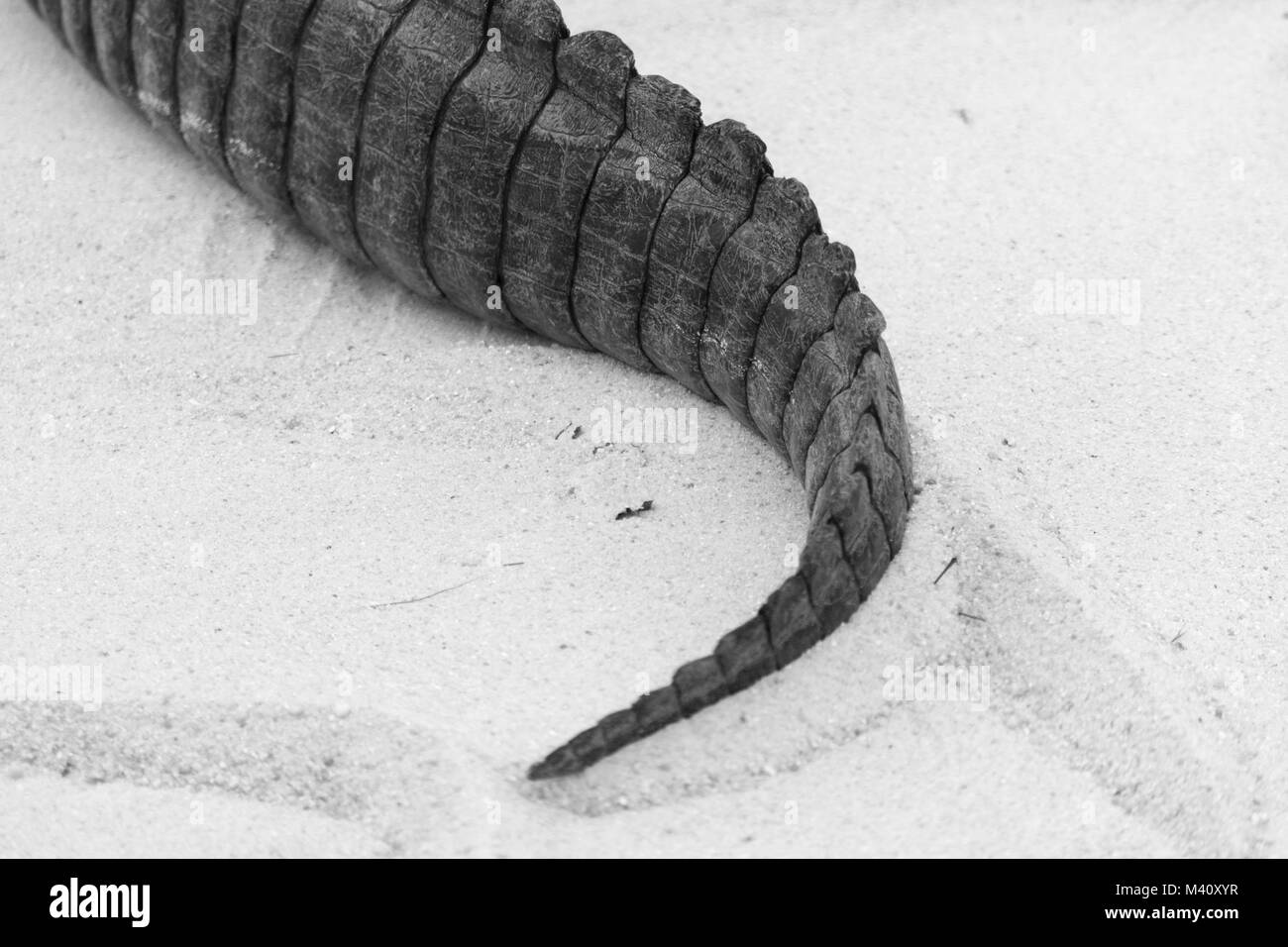 Alligator tail   B&W Stock Photo