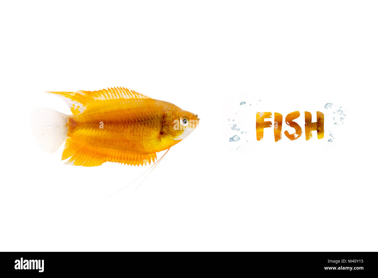 Aquarium golden Fish isolated on white background Stock Photo