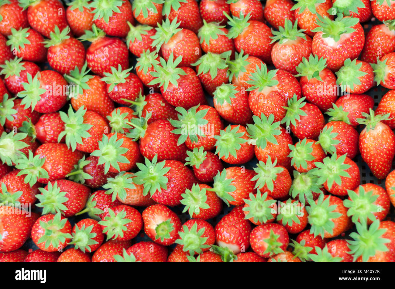 Red ripe strawberry in rows with leaves Stock Photo - Alamy