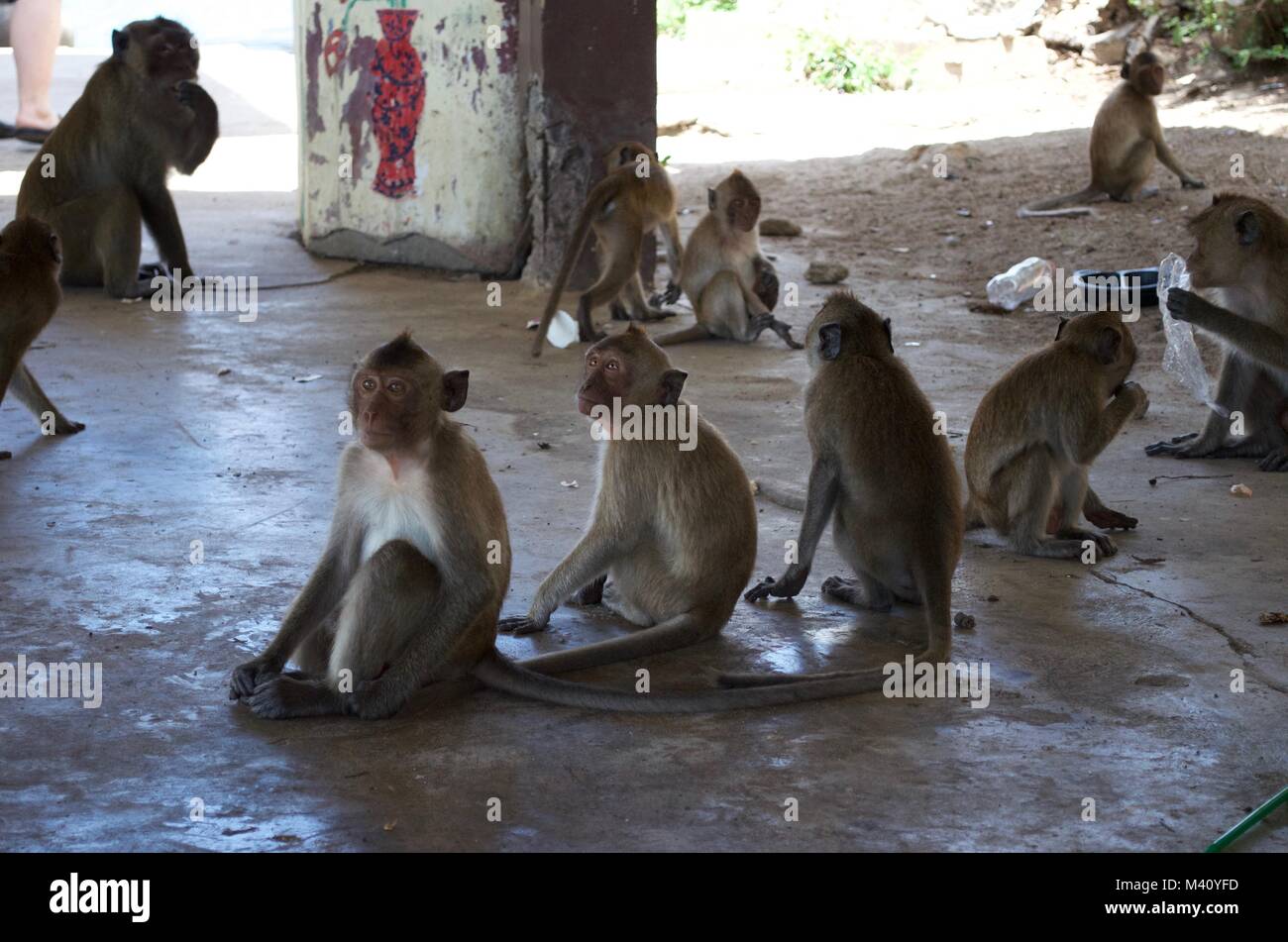 monkeys Stock Photo