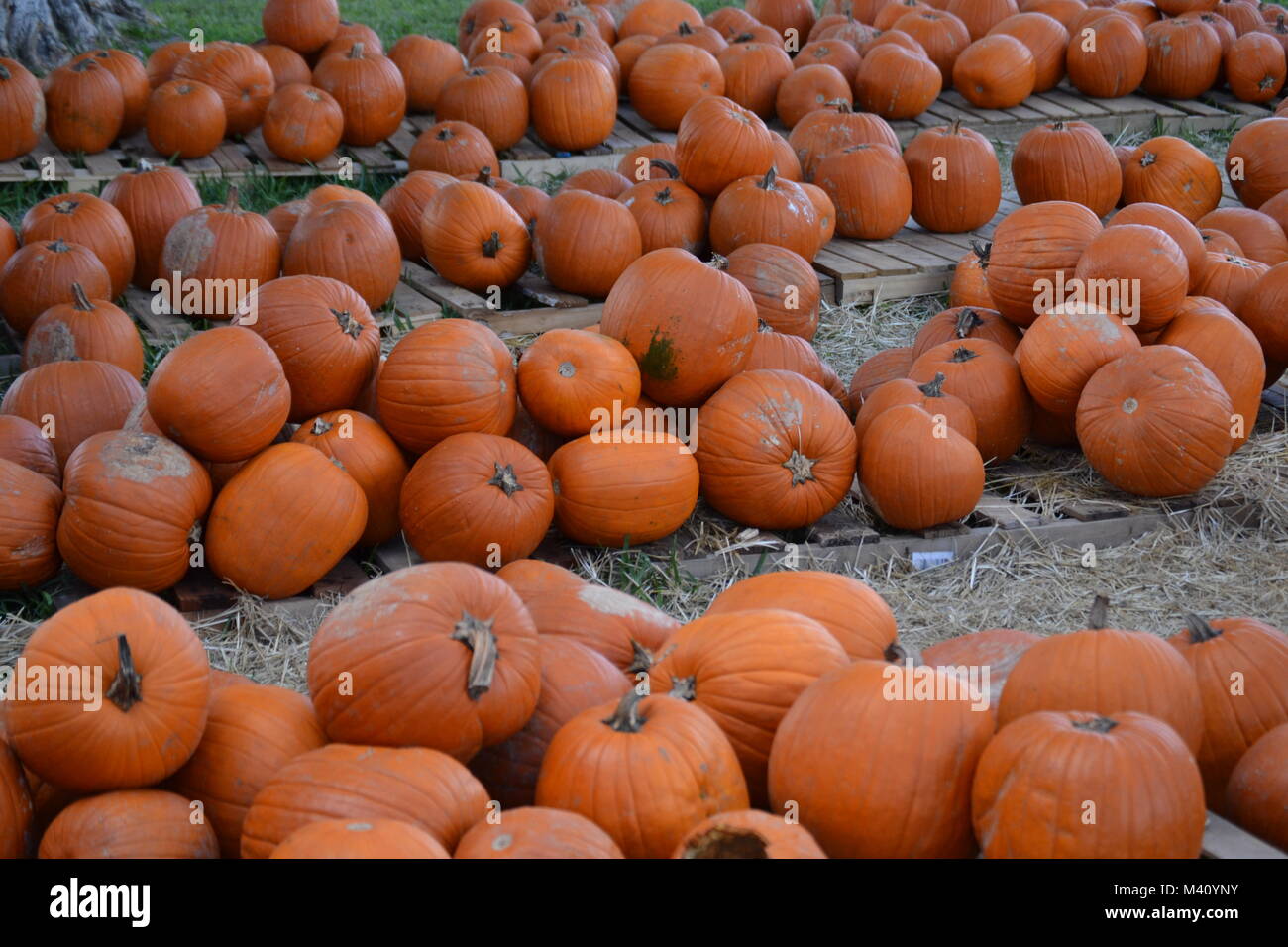 Pumpkins Stock Photo