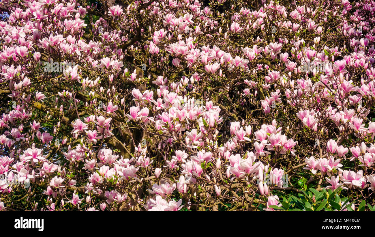 Beautiful magnolia flowers in the spring season on the magnolia tree ...