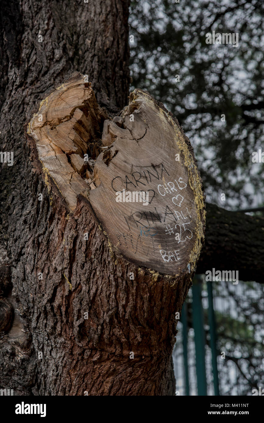 Grafitti on a tree in the Jardines de Sabatini, a central park nest to the Royal Castle in Madrid, Spain Stock Photo