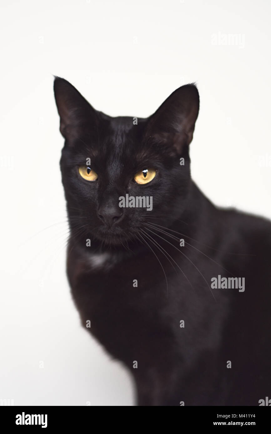 Portrait of a beautiful silky black cat with green eyes looking into ...