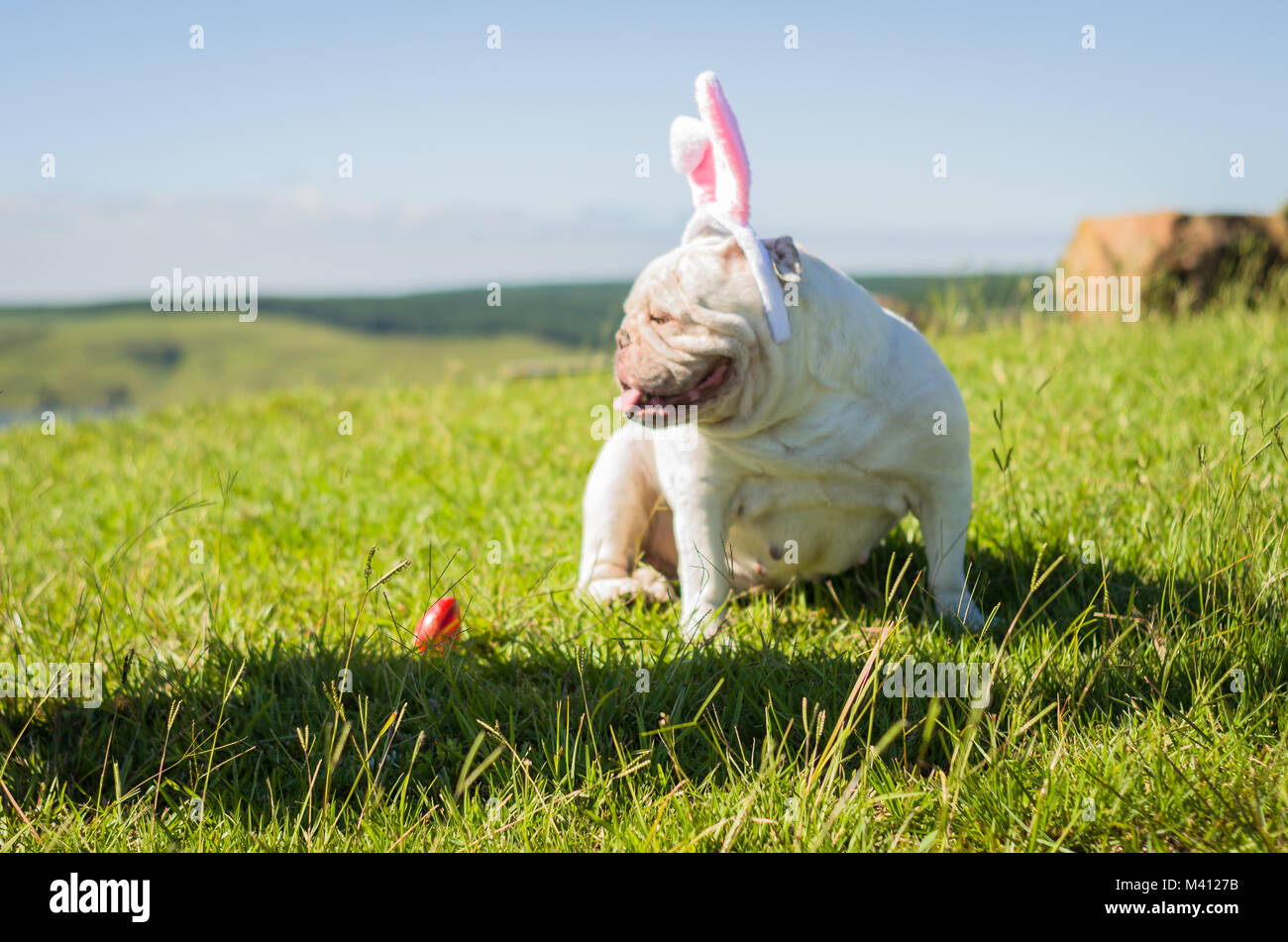 Great concept of Easter. Cute English bulldog breed dog dressed as Easter bunny running on the lawn. Stock Photo