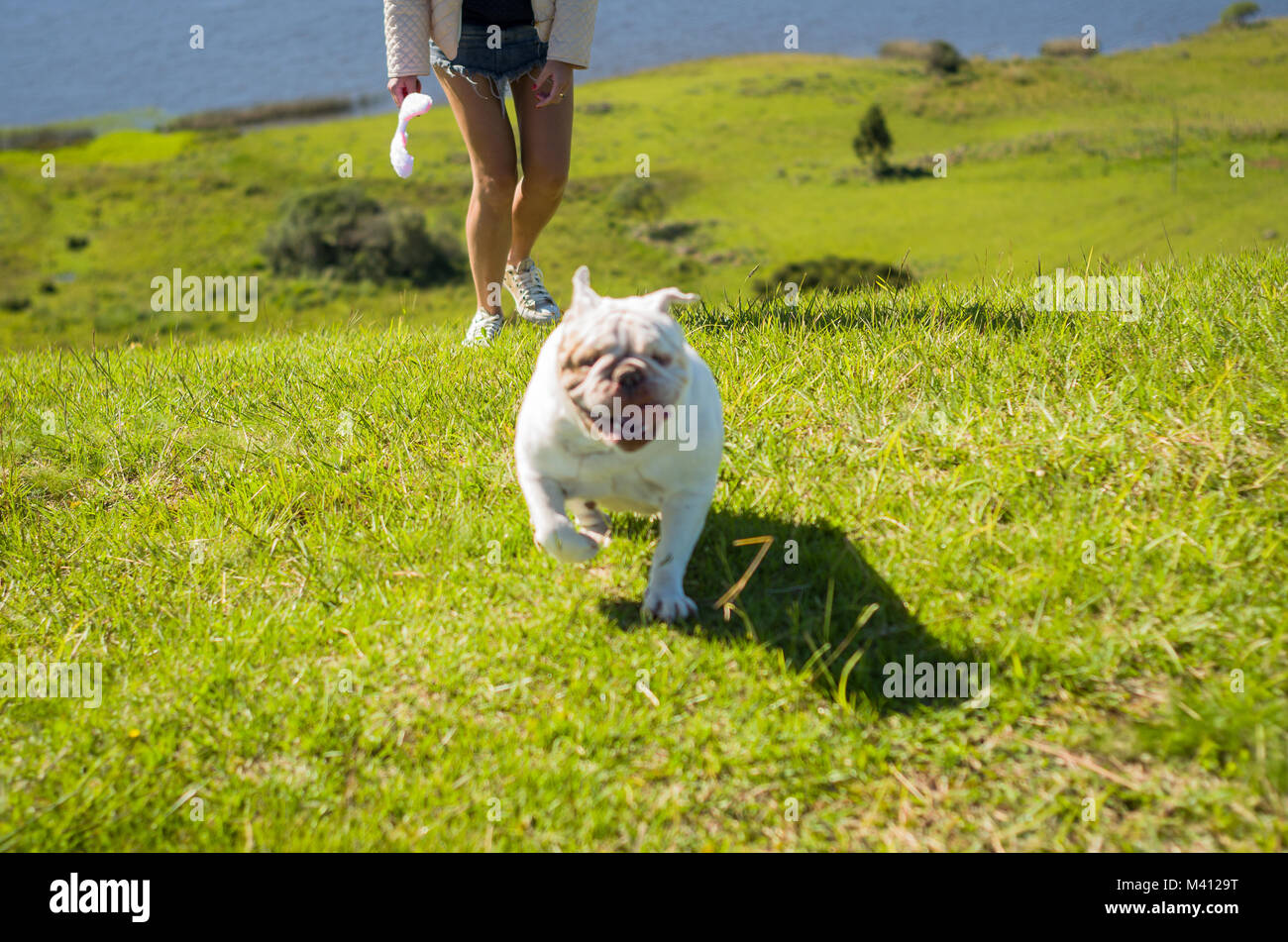 Cute English Bulldog playing on green grass Stock Photo - Alamy