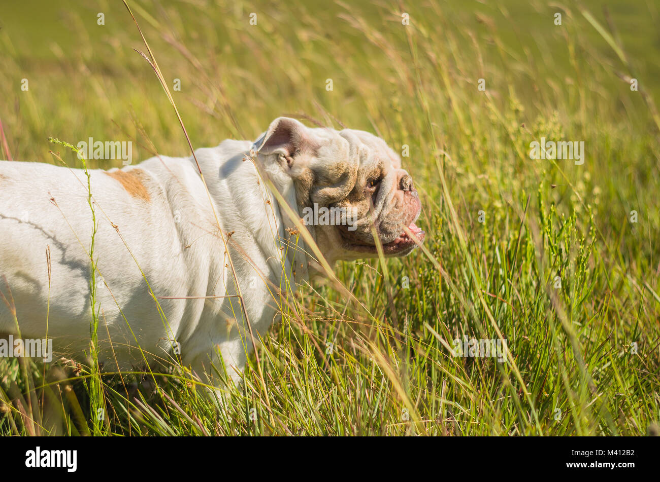 Cute English Bulldog playing on green grass Stock Photo - Alamy
