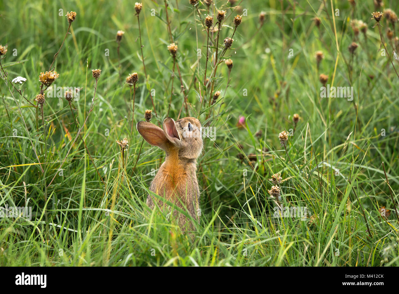 Close Rear View Of Wild UK Rabbit Oryctolagus Cuniculus Sitting close-rear-view-of-wild-uk-rabbit-oryctolagus-cuniculus-sitting