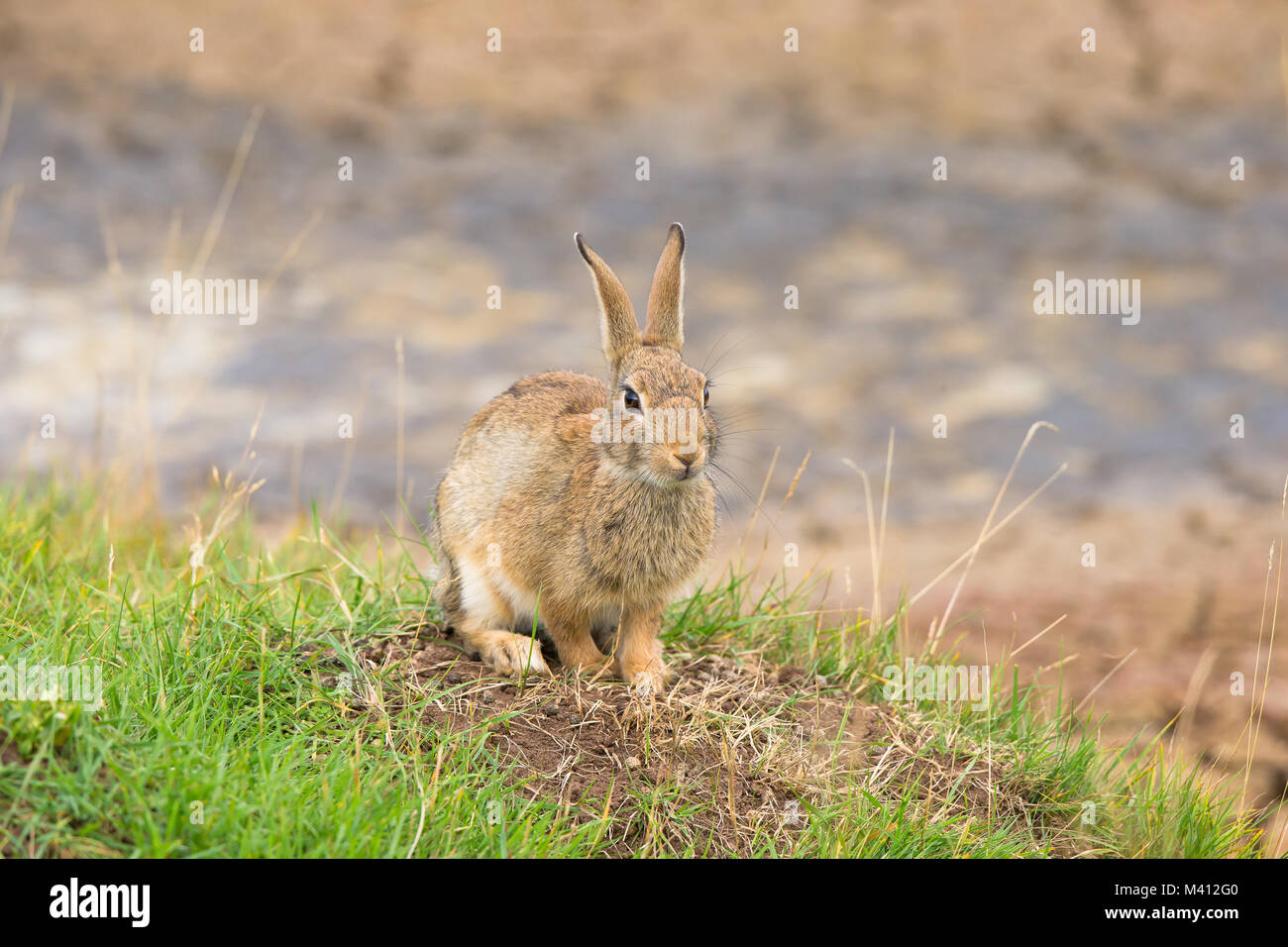Wild UK rabbit (Oryctolagus cuniculus) looking straight ahead, sitting down on its haunches, on