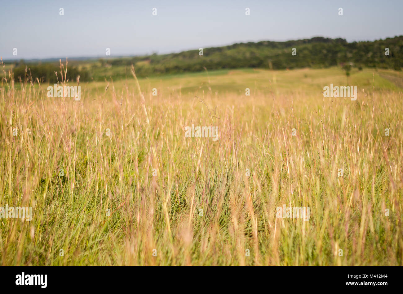 Tall withered grass hi-res stock photography and images - Alamy