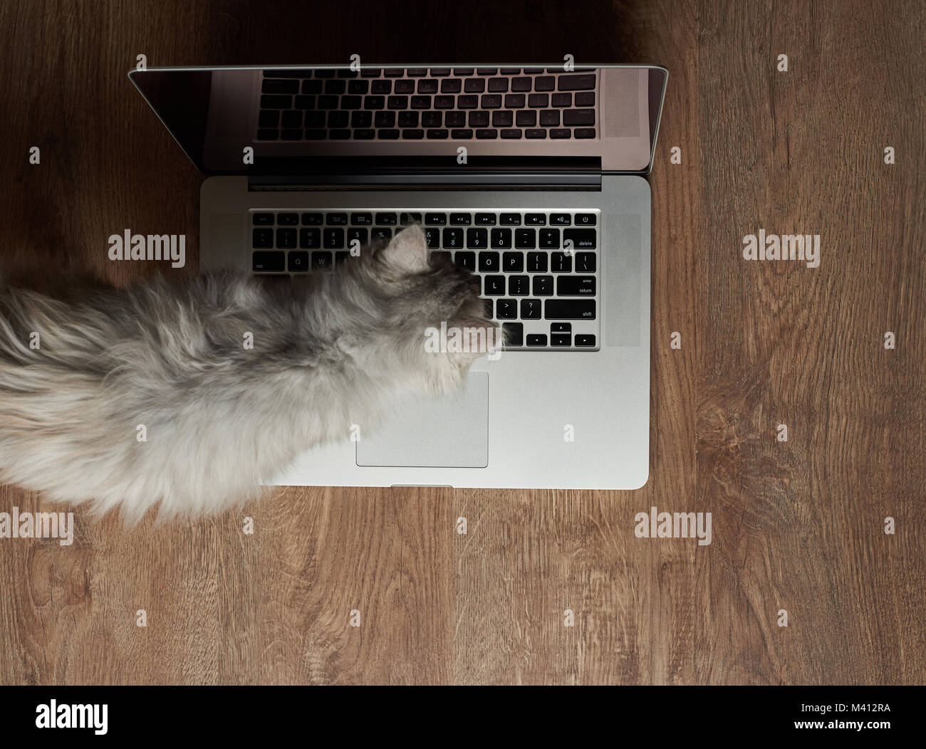 Cat walking on laptop keyboard above top view Stock Photo Alamy