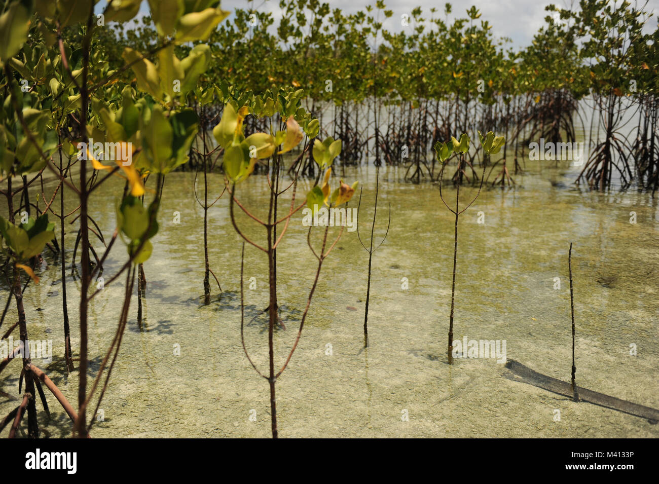 Mangroves grow on Funafala which is an islet of Funafuti in Tuvalu Stock Photo