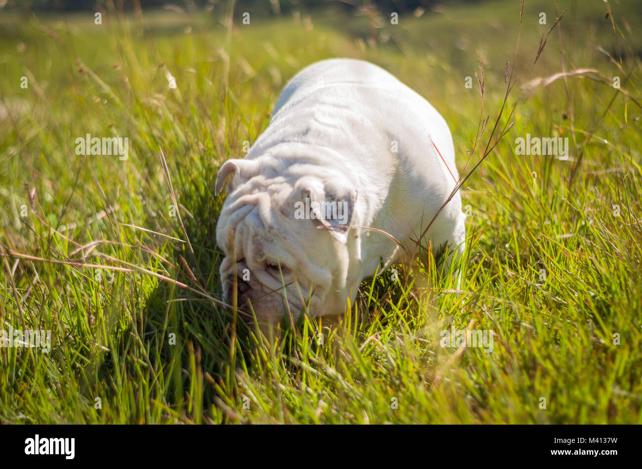 Cute English Bulldog playing on green grass Stock Photo - Alamy